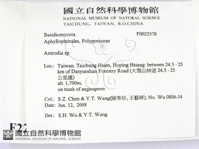 薄孔菌屬藏品圖，第2張