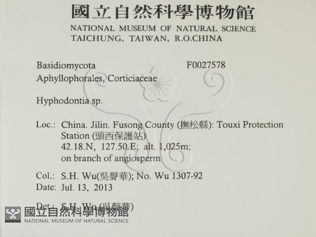 絲齒菌屬藏品圖，第2張