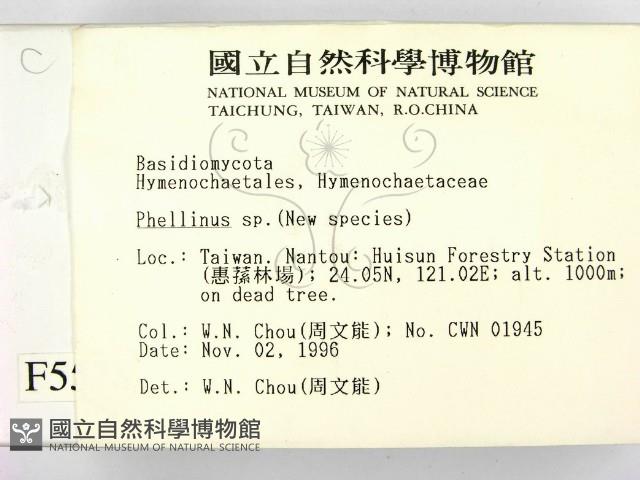 木層孔菌屬藏品圖，第2張