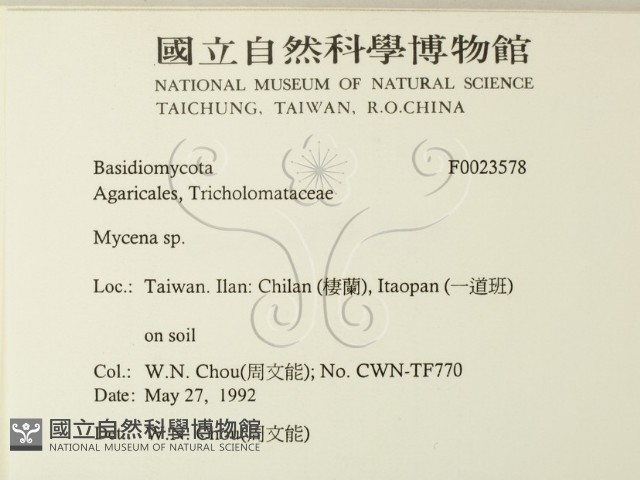 小菇屬藏品圖，第2張