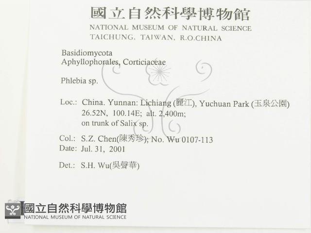 射脈菌屬藏品圖，第2張