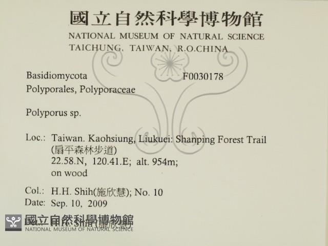 多孔菌屬藏品圖，第2張