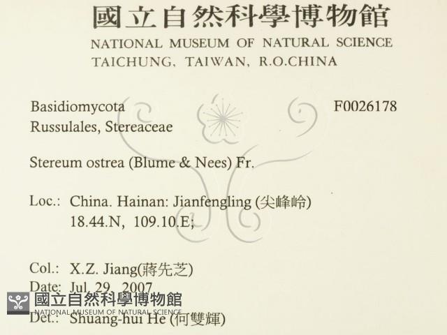 蠔韌革菌藏品圖，第2張