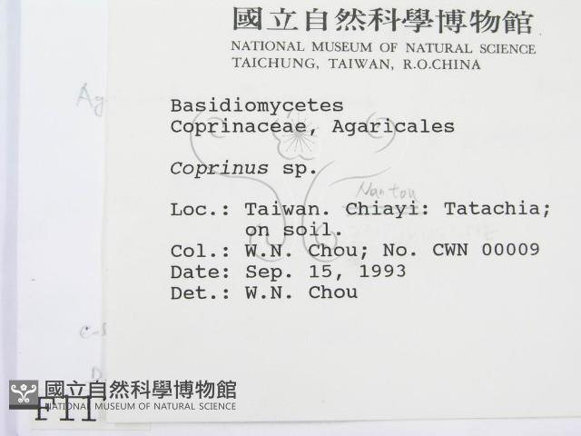 鬼傘屬藏品圖，第2張