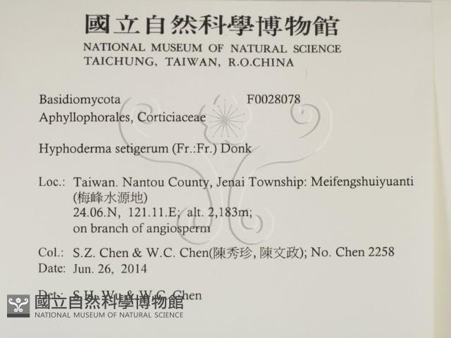 剛毛絲皮菌藏品圖，第2張