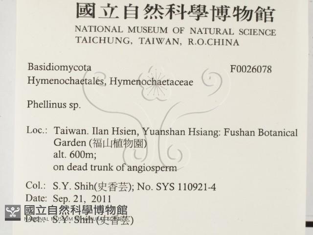 木層孔菌屬藏品圖，第2張