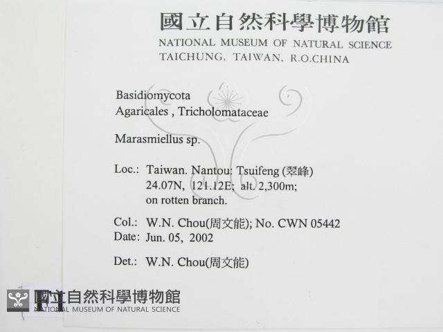 微皮傘屬藏品圖，第2張