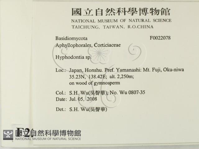 絲齒菌屬藏品圖，第2張