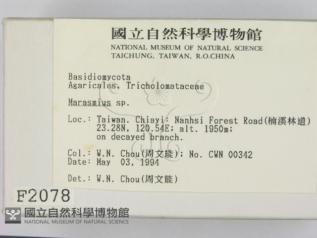 小皮傘屬藏品圖，第2張