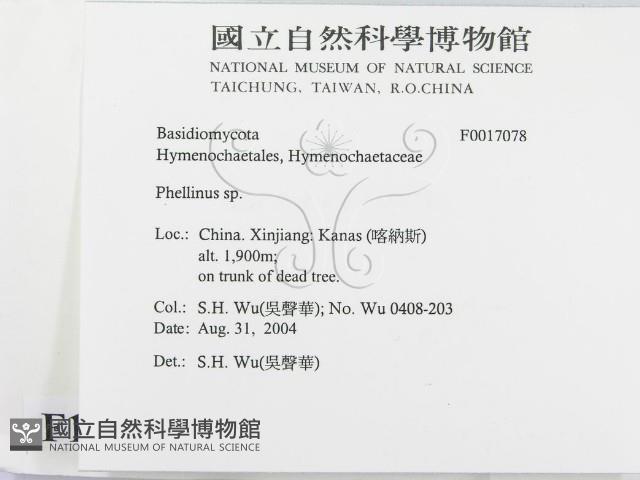 木層孔菌屬藏品圖，第2張