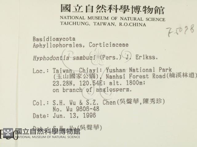 冇骨消絲齒菌藏品圖，第2張