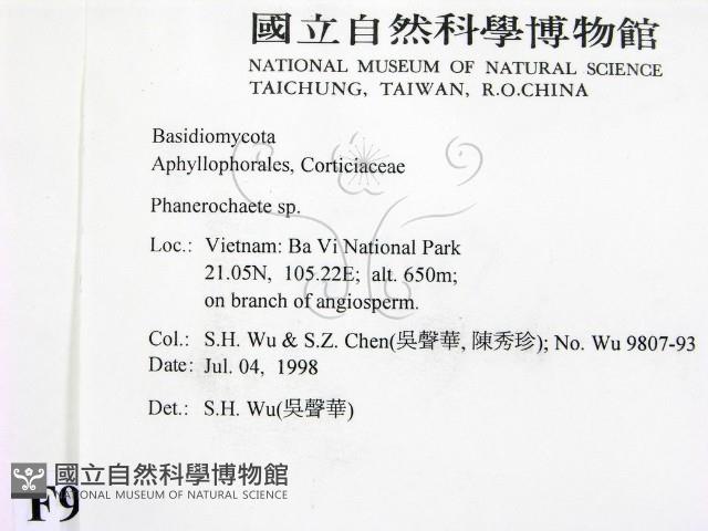 顯絲菌屬藏品圖，第2張