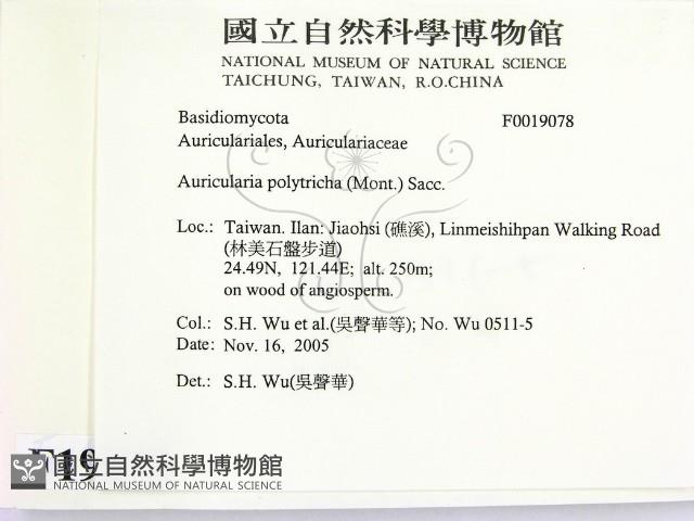 毛木耳藏品圖，第2張