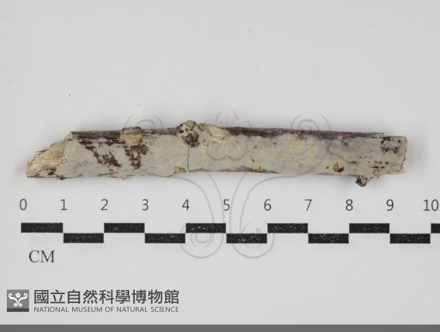 Accession Number:F0034378 Collection Image, Figure 2, Total 2 Figures