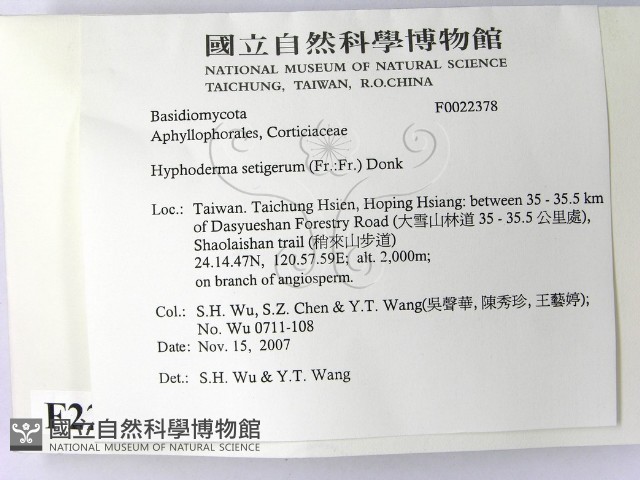 剛毛絲皮菌藏品圖，第2張