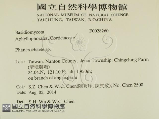顯絲菌屬藏品圖，第2張