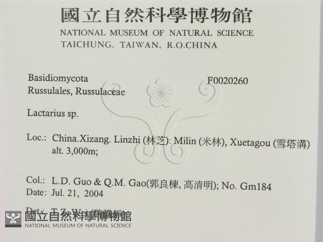 乳菇屬藏品圖，第2張