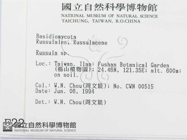 紅菇屬藏品圖，第2張