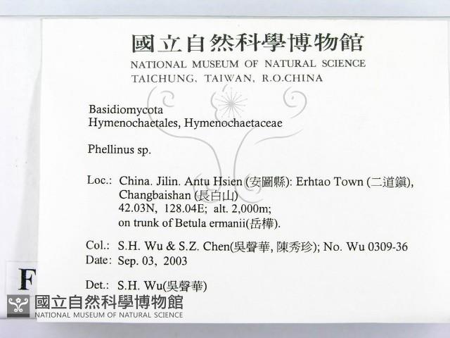 木層孔菌屬藏品圖，第2張