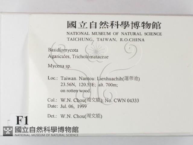 小菇屬藏品圖，第2張