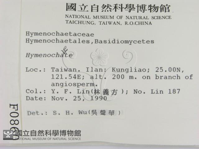 刺革菌屬藏品圖，第2張