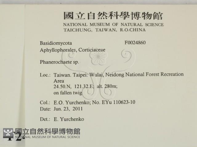 顯絲菌屬藏品圖，第2張