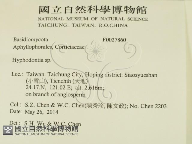 絲齒菌屬藏品圖，第2張