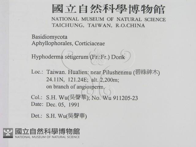 剛毛絲皮菌藏品圖，第2張