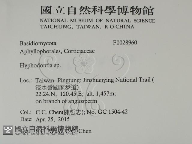 絲齒菌屬藏品圖，第2張