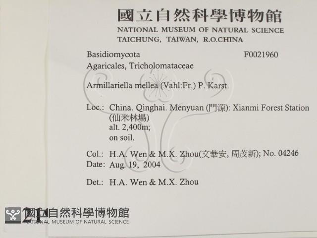 登錄號:F0021960藏品圖，第2張