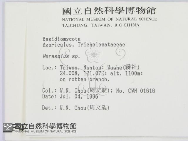小皮傘屬藏品圖，第2張