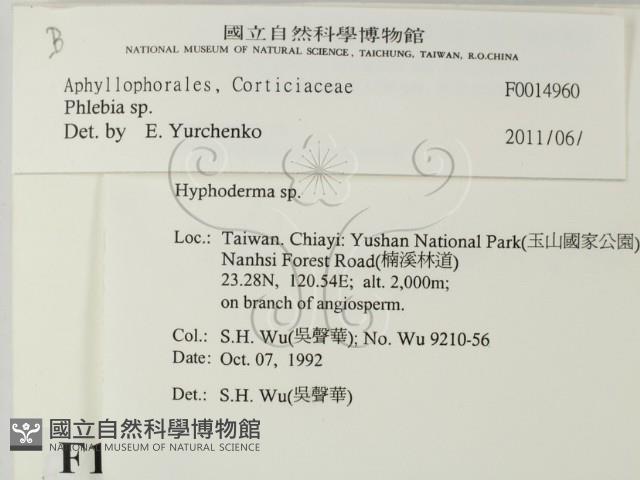 射脈菌屬藏品圖，第2張