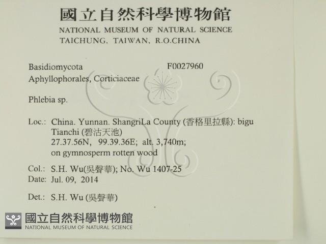 射脈菌屬藏品圖，第2張