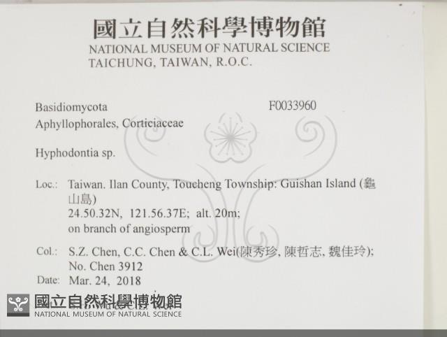 絲齒菌屬藏品圖，第2張