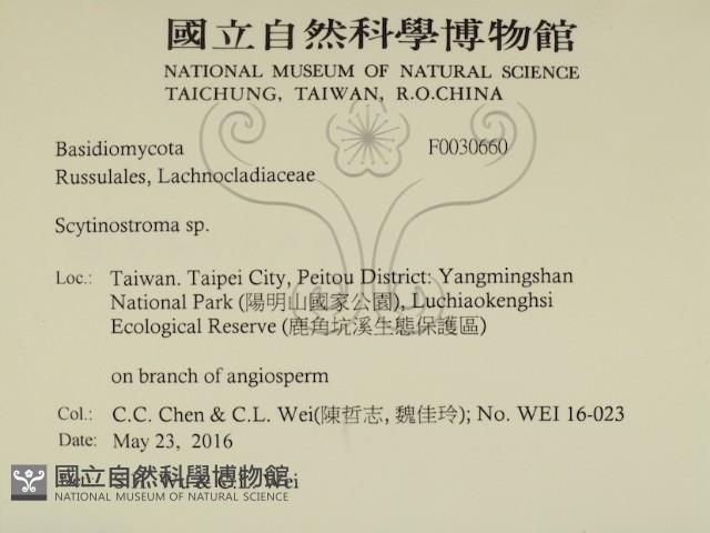 革墊菌屬藏品圖，第2張