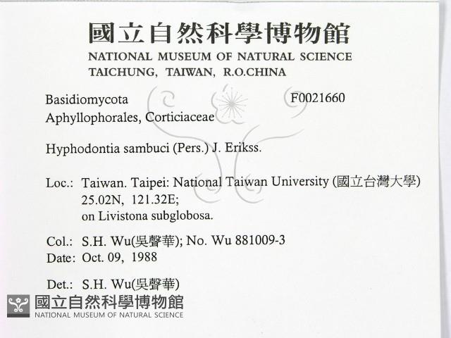 冇骨消絲齒菌藏品圖，第2張