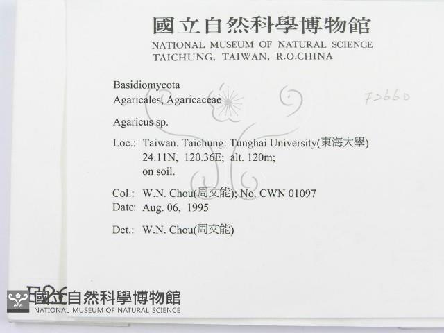 傘菌屬藏品圖，第2張