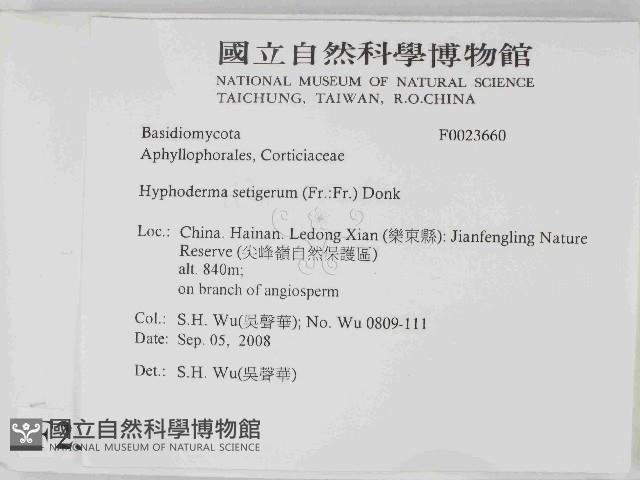 剛毛絲皮菌藏品圖，第2張