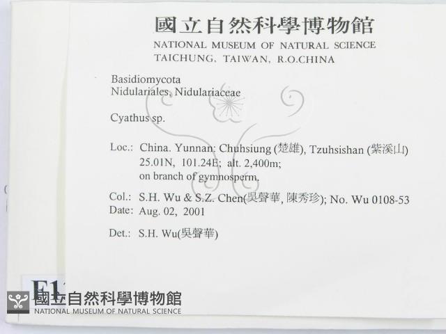 黑蛋巢菌屬藏品圖，第2張
