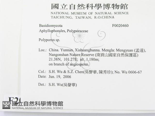多孔菌屬藏品圖，第2張