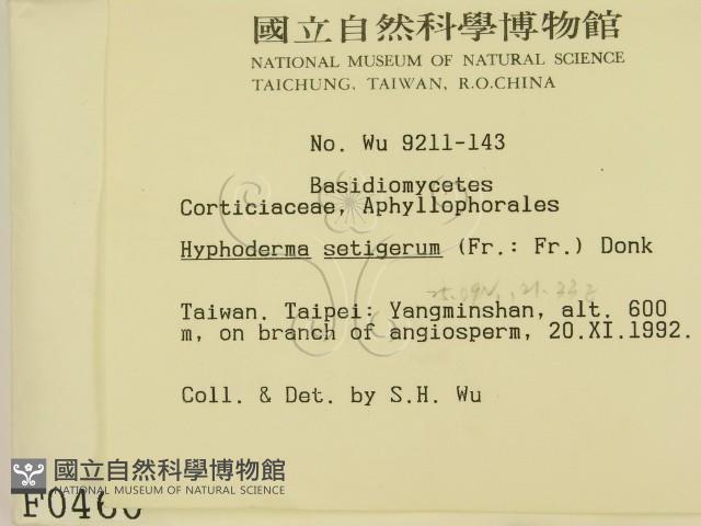 剛毛絲皮菌藏品圖，第2張