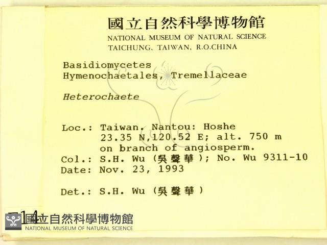 刺皮菌屬藏品圖，第2張