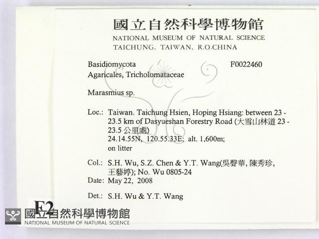 小皮傘屬藏品圖，第2張