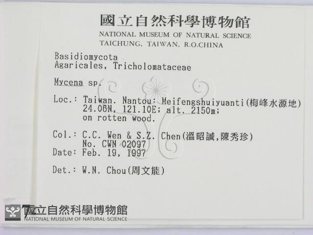 小菇屬藏品圖，第2張