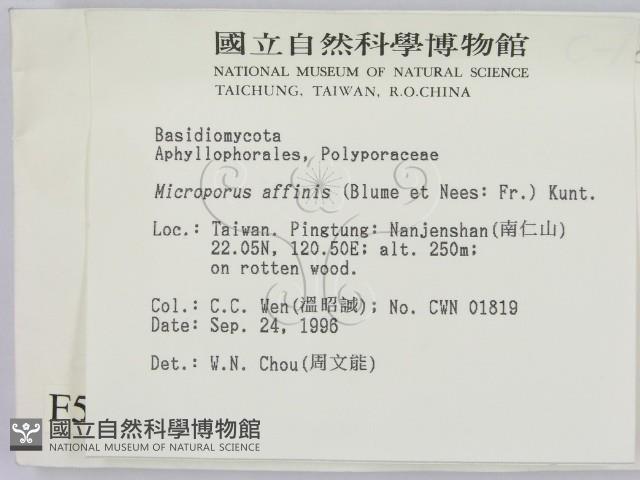 相鄰小孔菌藏品圖，第2張