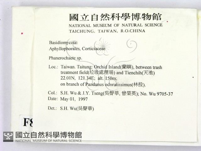 顯絲菌屬藏品圖，第2張