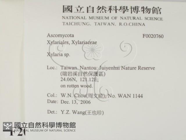 炭角菌屬藏品圖，第2張