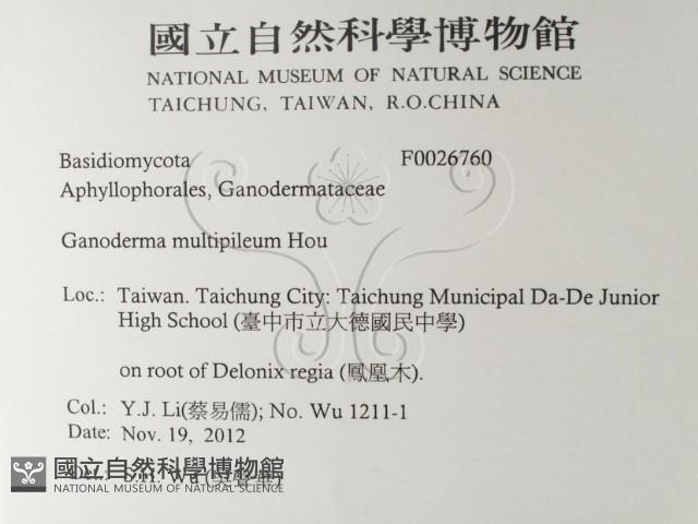 重傘靈芝藏品圖，第2張