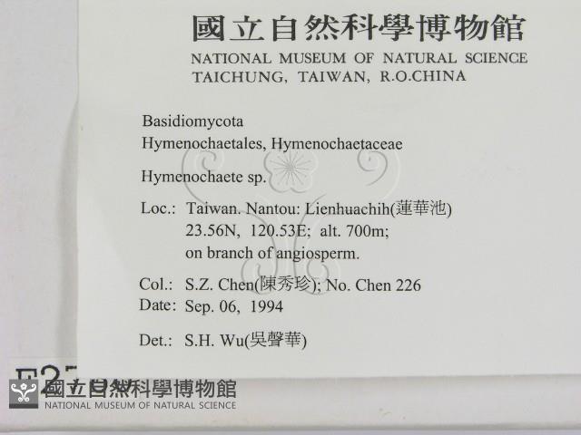 刺革菌屬藏品圖，第2張