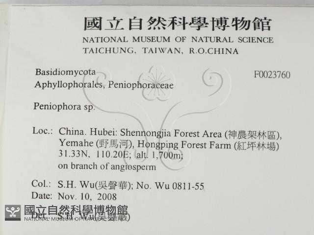 筍殼菌屬藏品圖，第2張